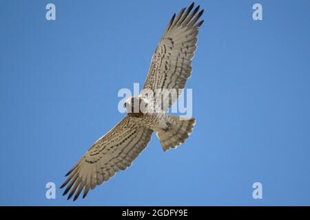 Short-toed snake eagle Stock Photo
