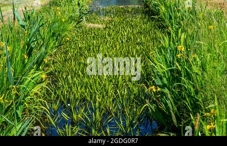 Ditch with Water soldiers (Stratiotes aloides) Stock Photo