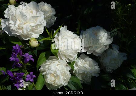 Peony Corinne Wersan.  Double white peony flower. Paeonia lactiflora (Chinese peony or common garden peony). Stock Photo