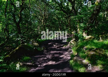 Sunlight shining between trees light up an uneven and twisting path through an ancient woodland Stock Photo