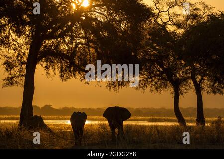 Elephant and calf (Loxodonta Africana),  Zambezi River, Zimbabwe Stock Photo