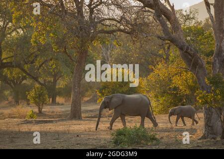 Elephant and calf (Loxodonta Africana), Mana Pools, Zimbabwe Stock Photo