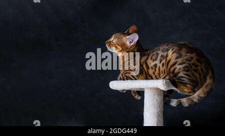 Portrait of a bengal cat, close up. Cat in the home interior. Animals and lifestyle concept. Space for text Stock Photo