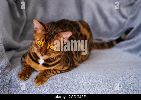 Portrait of a cute Bengal kitten. Cat in the home interior. Animals and lifestyle concept. Stock Photo