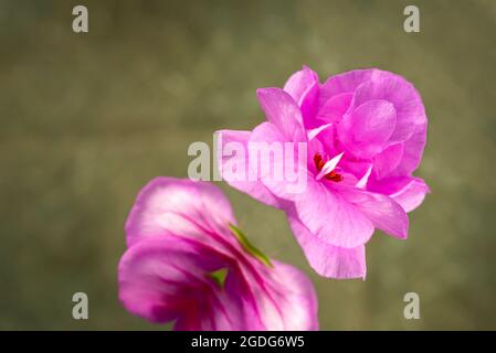 Pelargonium, geranium, mirroring on green background Stock Photo