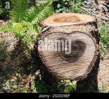 two tree trunks cut down side by side. on one in the middle - a dark heart, created by nature. The symbol of eternal love. Heart shape on the cut of t Stock Photo