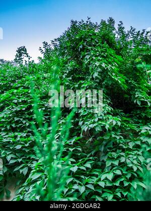 Virginia creeper(Parthenocissus quinquefolia) - dense growth on the wall Stock Photo