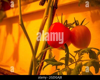 Cherry tomatoes grown under artificial light Stock Photo