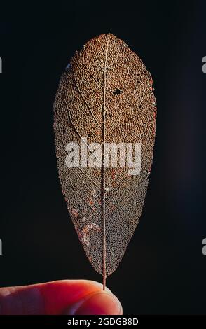 Close up of a backlit decayed leaf skeleton. Stock Photo