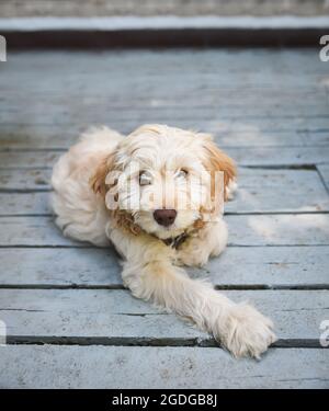 Young cockapoo doodle mix puppy laying outdoor on a deck. Stock Photo