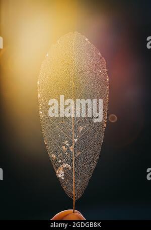 Close up of a backlit decayed leaf skeleton with sunflare. Stock Photo