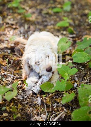 Young cockapoo doodle mix puppy chewing on a stick outdoors. Stock Photo