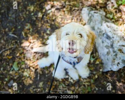 Young cockapoo doodle mix puppy sitting outdoors. Stock Photo