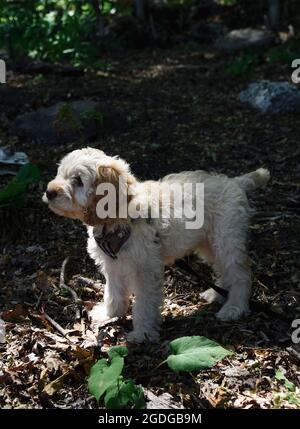 Young cockapoo doodle mix puppy standing outdoors. Stock Photo