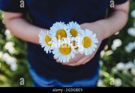 Child's hands holding bunch of daisies in a field of flowers. Stock Photo