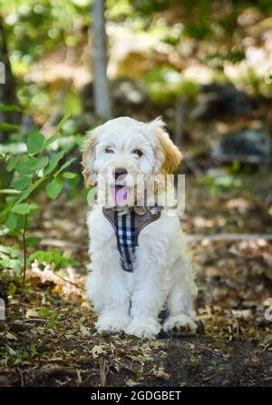 Young cockapoo doodle mix puppy sitting outdoors. Stock Photo