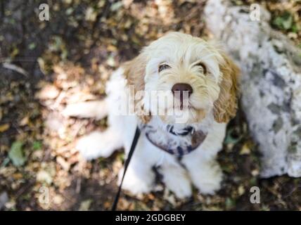 Young cockapoo doodle mix puppy sitting outdoors. Stock Photo