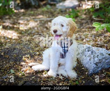 Young cockapoo doodle mix puppy sitting outdoors. Stock Photo
