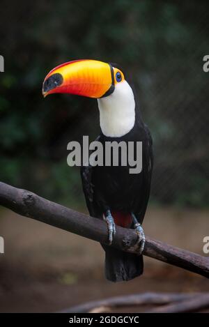 Beautiful yellow-beaked tropical toucan in captivity inside fenced cage, countryside of Rio de Janeiro, Brazil Stock Photo
