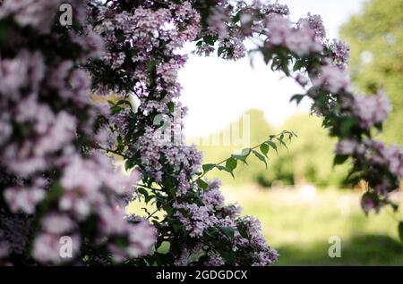 Lots of little pink flowers making a frame Stock Photo