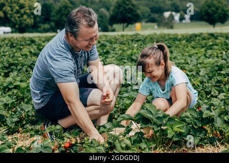 Close-up of happy dad and daughter picking strawberries together on farm field. Stock Photo