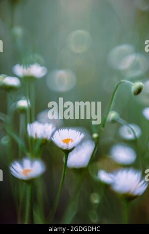 Wild white daisies blooming in a forest Stock Photo
