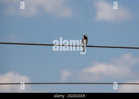 White Wagtail Motacilla alba sitting on eletric wire against a blue sky background. Copy space Stock Photo