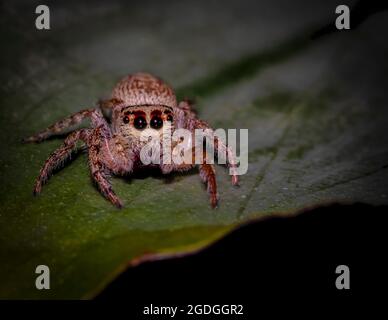 A hairy Australian jumping spider, Salticidae, on a green leaf looking at the camera Stock Photo