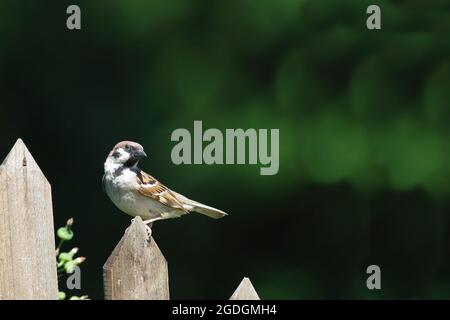 Feldsperling / Eurasian tree sparrow / Passer montanus Stock Photo