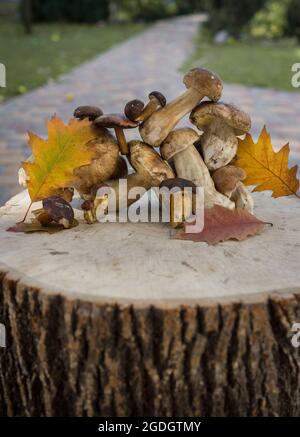 Variety of fresh mushrooms, stacked on top of each other on a hemp tree, autumn picking of mushrooms. It's time to hunt for forest mushrooms. diet hea Stock Photo