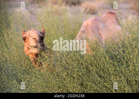 A Camel grazing on shrubs in the middle of the desert in Rajasthan India Stock Photo