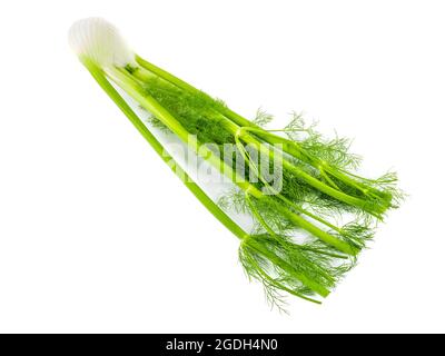 Isolated Stalk Celery. Fresh Stalk Celery on white background. Stock Photo