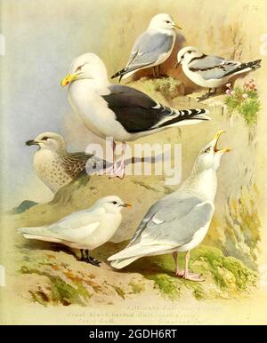 Archibald Thorburn vintage British bird illustration - Gulls Stock Photo