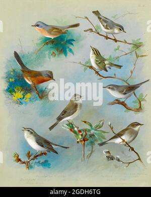 Archibald Thorburn vintage British bird illustration - Warblers and Wrens Stock Photo