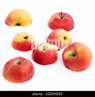 Red apples in the snow Stock Photo
