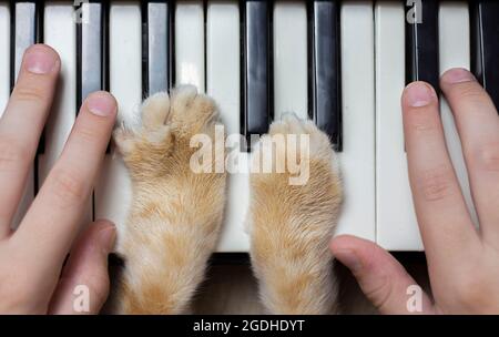 Children's hands on the piano keys. Cat's paws on keyboards. View from above Stock Photo