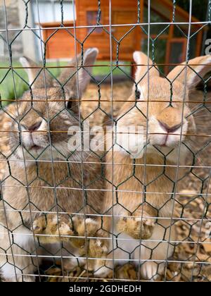Rabbits in a Cage. Animals in captivity Stock Photo - Alamy