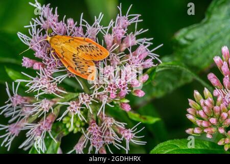 Rosy footman (Miltochrista miniata) moth feeding on hemp-agrimony / holy rope (Eupatorium cannabinum) flower in summer Stock Photo