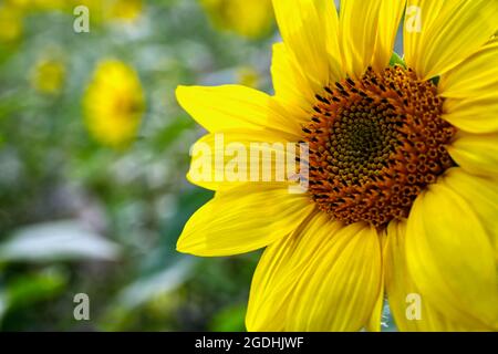 Close up of the head of a sunflower with seeds in a field with other sunflowers in the background Stock Photo