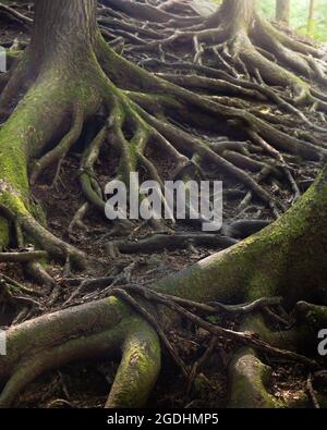 Tree Roots with Moss Growing on Hill in Hocking Hills State Park, Logan, Ohio Stock Photo