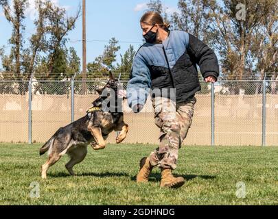 Staff Sgt. Alexa Ammerman, 60th Security Forces Squadron military working dog handler, acts as a decoy for MWD Gyozo during a training session March 16, 2021, at Travis Air Force Base, Calif. Handlers and their canine partners form highly-trained teams responsible for detecting drugs and explosives and protecting and defending military assets worldwide. (U.S. Air Force photo by Heide Couch) Stock Photo