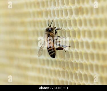 Worker Honey Bee on Frame of New Wax Stock Photo