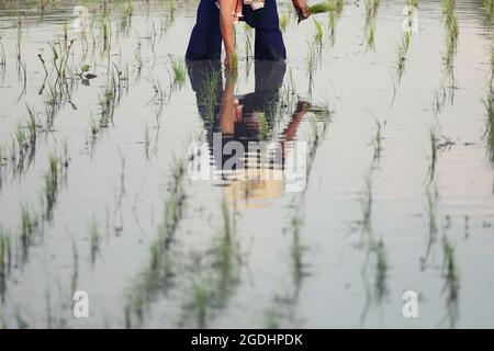 Farmer rice planting on water Stock Photo