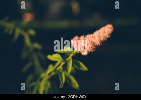 Pink flower of the shrub Spiraea billardii salicifolia in the evening light on a shadow background Stock Photo