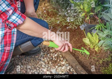 Gardening. Woman gardener caring for flowers on a summer day. Plants seedlings and removes weeds. from above, top view Stock Photo