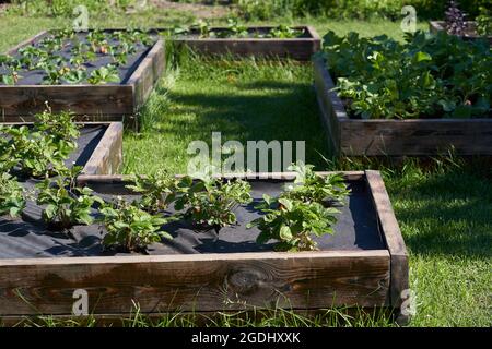 The bed with strawberries is covered with a black cloth. High quality photo Stock Photo