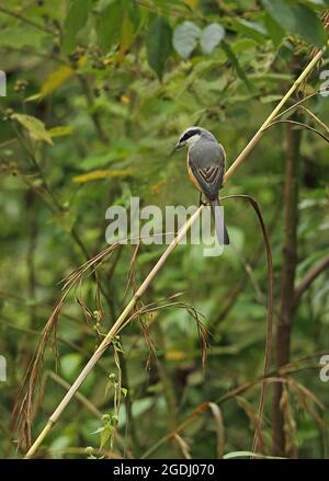 Grey-backed Shrike (Lanius tephronotus) adult perched on stem Chiang Dao, Thailand      November Stock Photo
