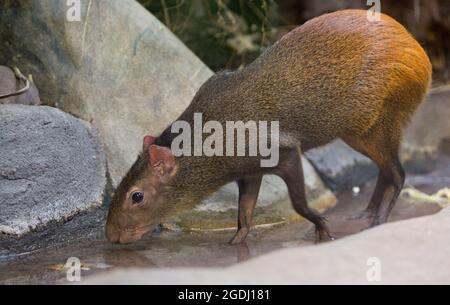 Closeup of a Brazilian Agouti or Red-Rumped Agouti drinking from a pool of water, Smithsonian National Zoological Park, Washington, DC, USA Stock Photo
