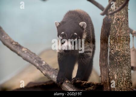 Brown-nosed Coati or Brazilian Coati or coatimundi looking at the camera Stock Photo