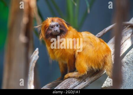 Closeup of a Golden Lion Tamarin Stock Photo